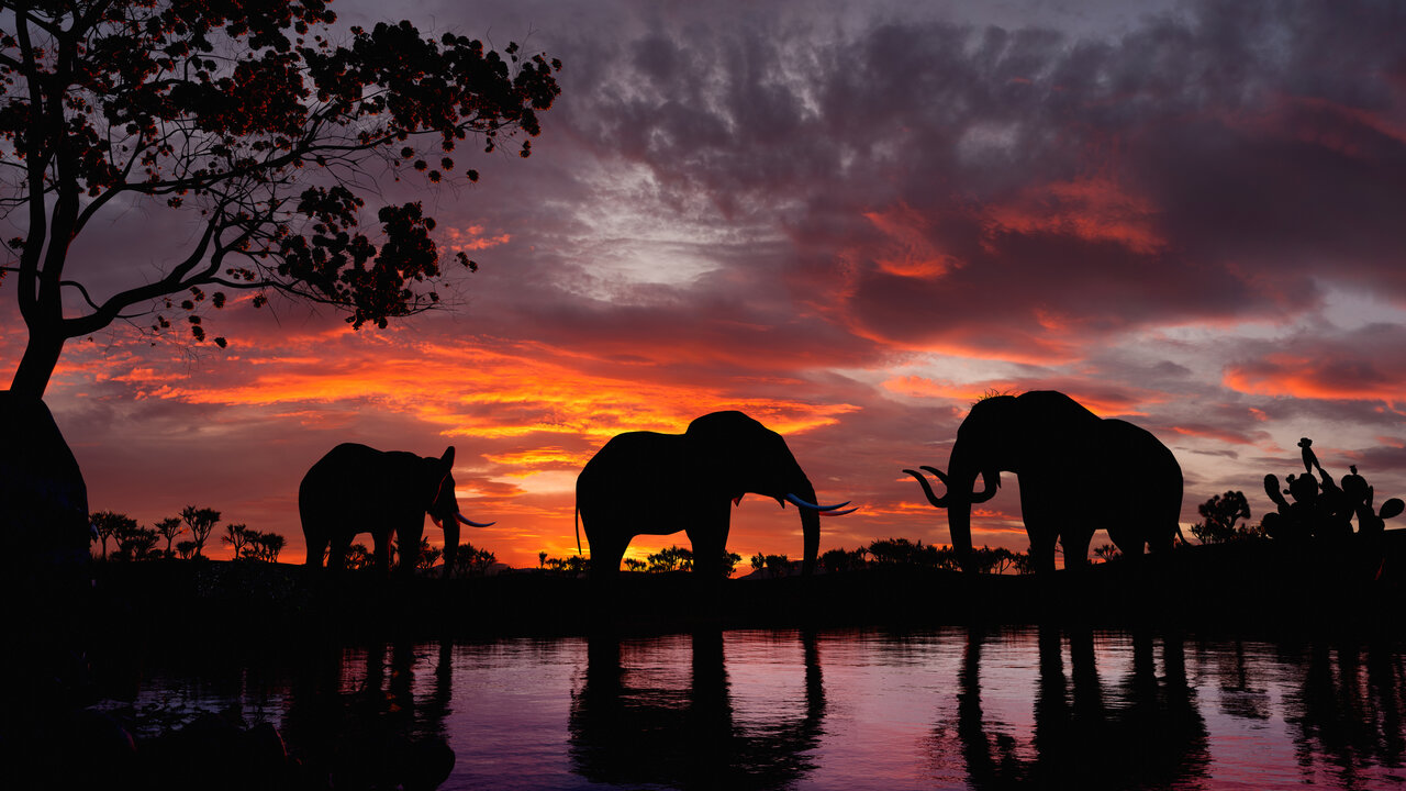 African Elephants wildlife conservation