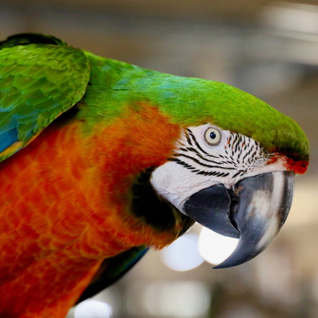 Foster Parrots, Ltd. - The Balance Sheet - Yardi Corporate Blog