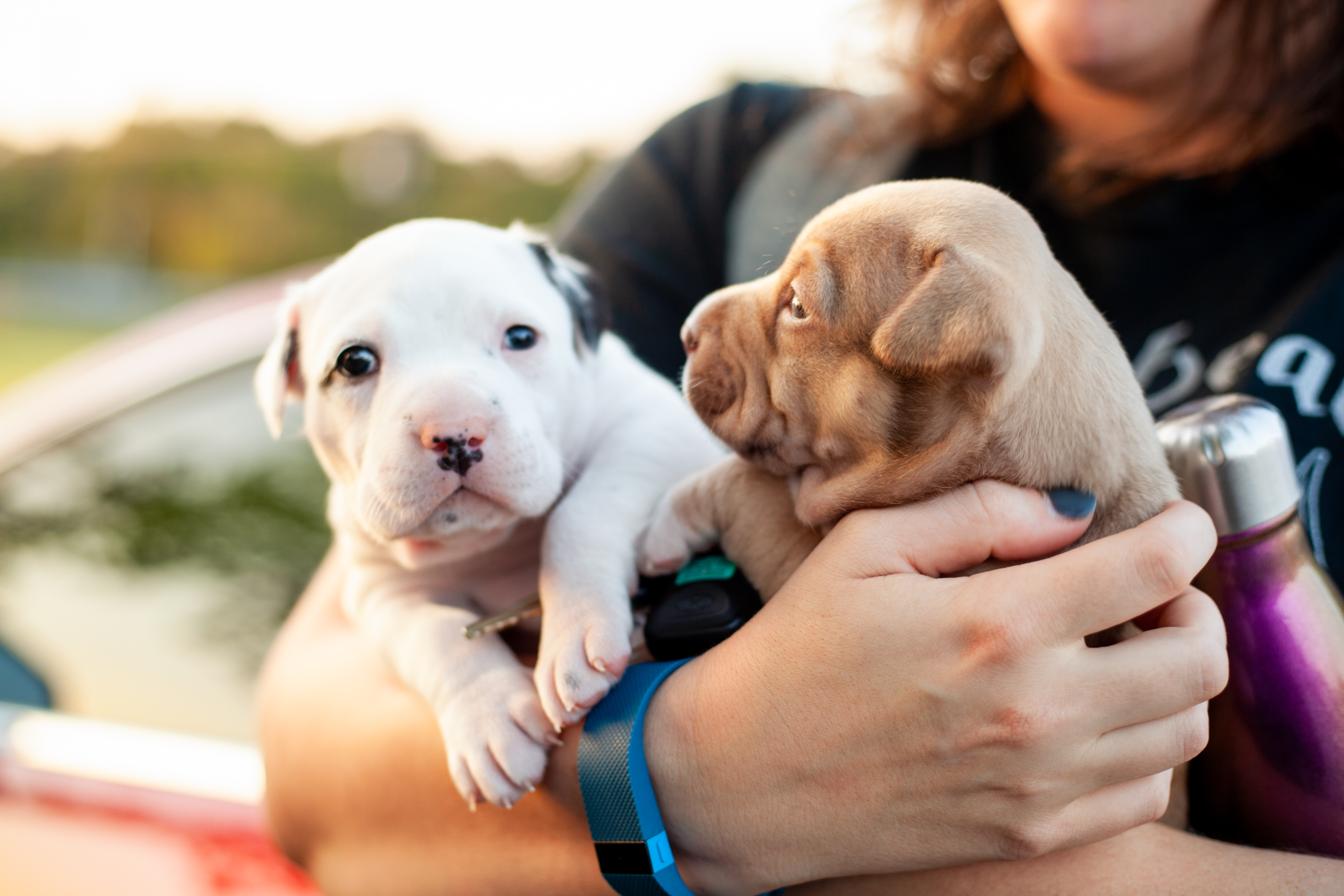 Austin Pets Alive puppies 