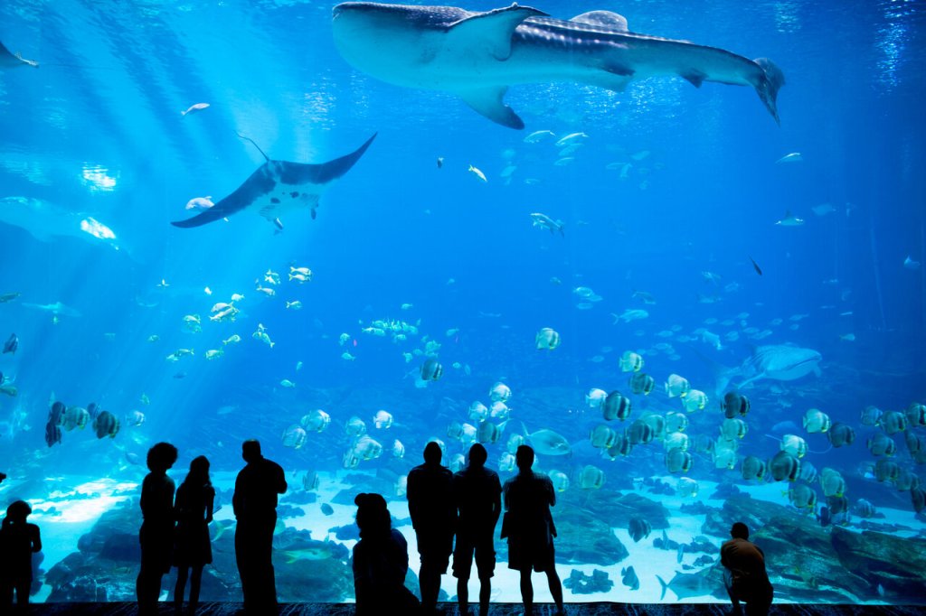 Exploring America’s Aquariums