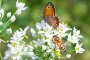 Pollinators on native plants