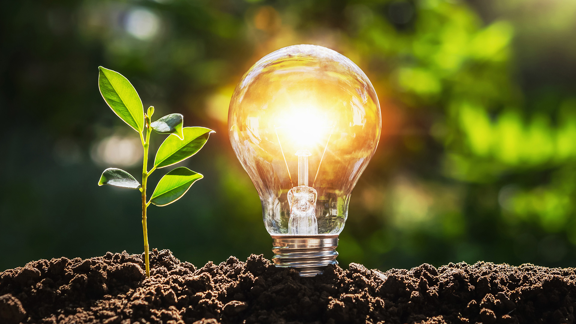 A lightbulb next to a sprouting plant